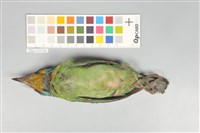 五色鳥藏品圖，第4張